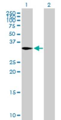 Western Blot: CAPZA2 Antibody [H00000830-B01P]