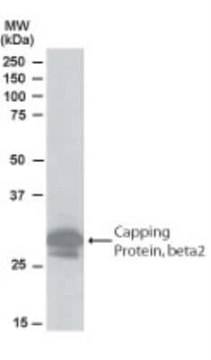 Western Blot: CAPZB Antibody [NB100-814]