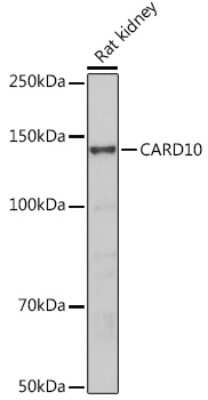 Western Blot: CARD10 AntibodyBSA Free [NBP2-92911]