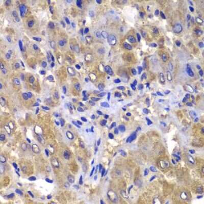 Immunohistochemistry-Paraffin: CARD10 Antibody - BSA Free [NBP2-92911]