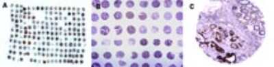 Immunohistochemistry-Paraffin: CARD8 Antibody [NB100-56181]