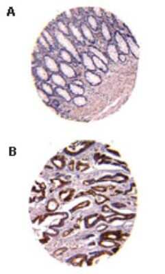 Immunohistochemistry-Paraffin: CARD8 Antibody [NB100-56182]