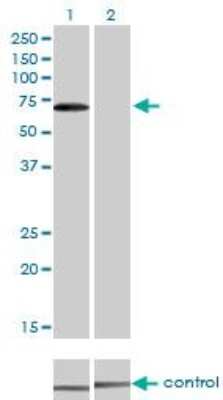 Western Blot: CARF/CDKN2AIP Antibody (1F7) [H00055602-M06]