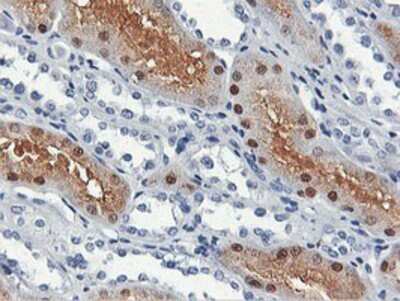 Immunohistochemistry: CARKL Antibody (OTI3D7) - Azide and BSA Free [NBP2-71771]
