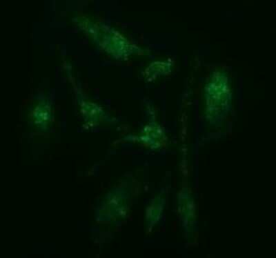 Immunofluorescence: CATIP Antibody (OTI4B4) [NBP2-45568]