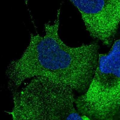 Immunocytochemistry/ Immunofluorescence: CBFB Antibody [NBP1-87300]