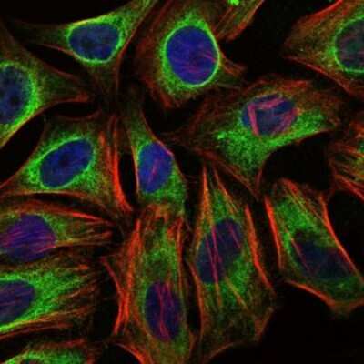 Immunocytochemistry/ Immunofluorescence: CBL Antibody (3B12) - BSA Free [NBP2-37574]