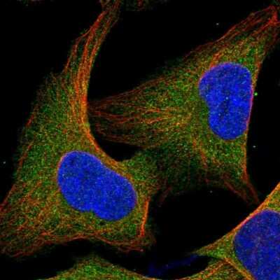 Immunocytochemistry/ Immunofluorescence: CBL Antibody [NBP1-86588]