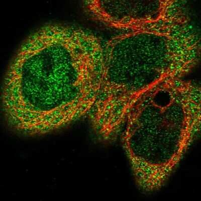 Immunocytochemistry/ Immunofluorescence: CBLB Antibody [NBP1-86599]