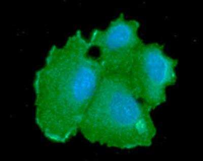Immunocytochemistry/ Immunofluorescence: CBR1 Antibody (4E12) - BSA Free [NBP1-74041]