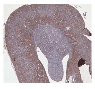 Immunohistochemistry-Paraffin: CBS Antibody [NBP1-52850]