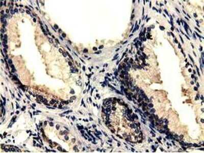Immunohistochemistry-Paraffin: CBWD1 Antibody (OTI4D4) [NBP2-02931]