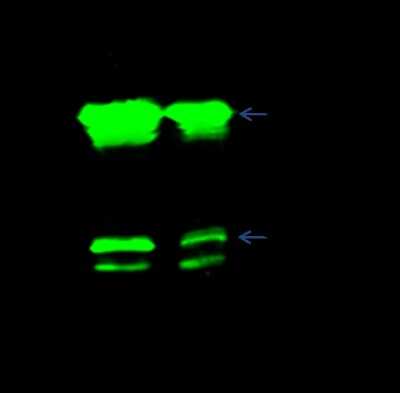 Immunoprecipitation: CBX1 Antibody [NBP2-98755]