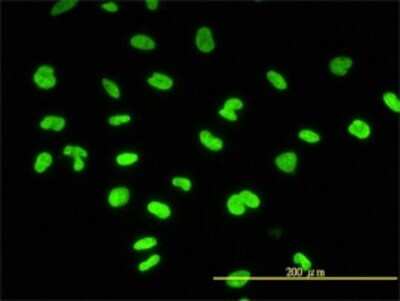 Immunocytochemistry/ Immunofluorescence: CBX3 Antibody (1G12-1D9) [H00011335-M01]