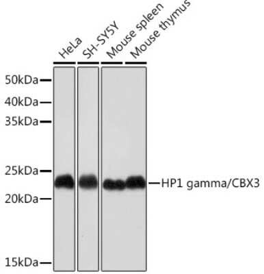 Western Blot: CBX3 Antibody (7B7Q2) [NBP3-16368]
