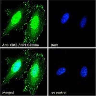 Immunocytochemistry/ Immunofluorescence: CBX3 Antibody [NB100-2418]