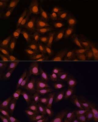 Immunocytochemistry/ Immunofluorescence: CBX3 Antibody - BSA Free [NBP2-92962]