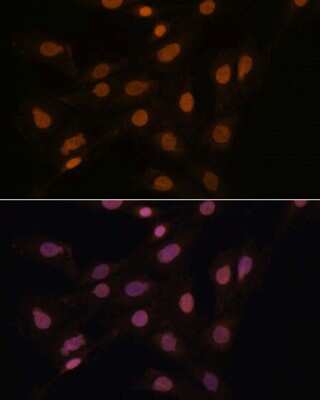 Immunocytochemistry/ Immunofluorescence: CBX3 Antibody - BSA Free [NBP2-92962]