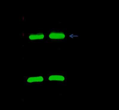 Immunoprecipitation: CBX3 Antibody [NBP2-98758]
