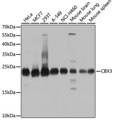 Western Blot: CBX3 AntibodyBSA Free [NBP2-92962]