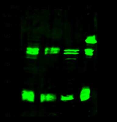 Western Blot: CBX3 Antibody [NBP2-98758]