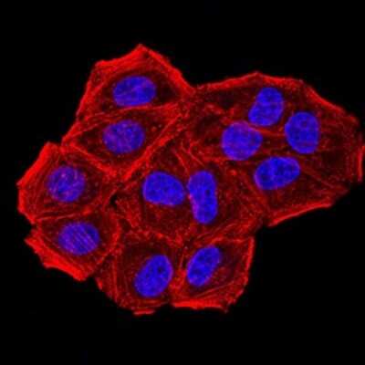 Immunocytochemistry/ Immunofluorescence: CBX7 Antibody (3H9D7) - BSA Free [NBP2-61724]