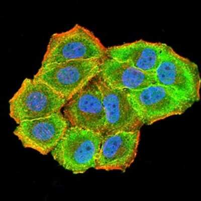 Immunocytochemistry/ Immunofluorescence: CBX7 Antibody (3H9D7) - BSA Free [NBP2-61724]