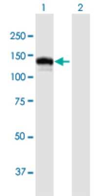 Western Blot: CC2D1A Antibody [H00054862-B01P]