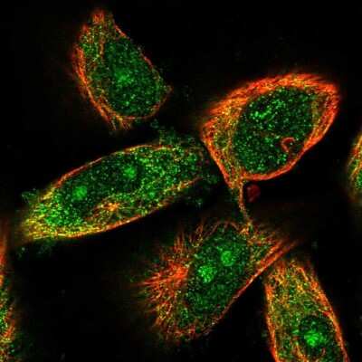 Immunocytochemistry/ Immunofluorescence: CCBL2 Antibody [NBP1-87387]