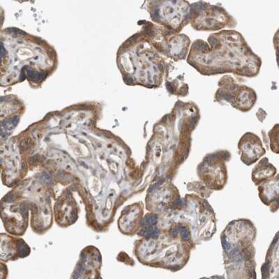 Immunohistochemistry-Paraffin: CCBL2 Antibody [NBP1-87387]