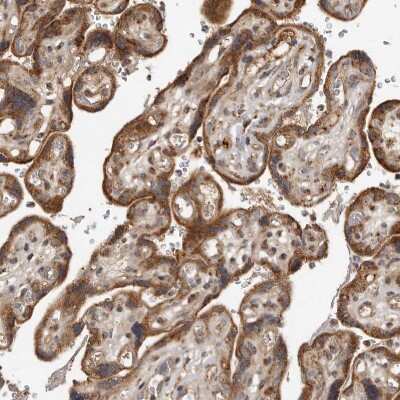 Immunohistochemistry-Paraffin: CCBL2 Antibody [NBP1-87388]