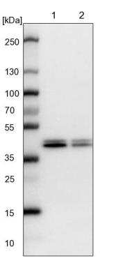 Western Blot: CCBL2 Antibody [NBP1-87387]