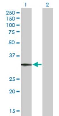 Western Blot: CCDC108 Antibody [H00255101-B01P]