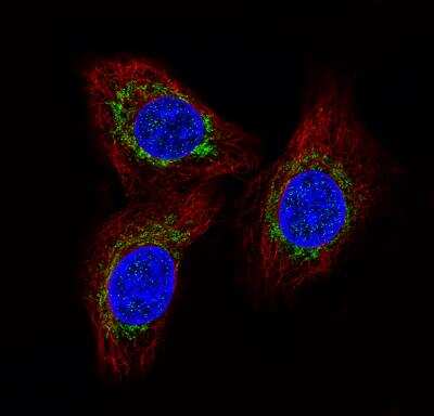Immunocytochemistry/ Immunofluorescence: CCDC109A Antibody (CL3576) [NBP2-59029]