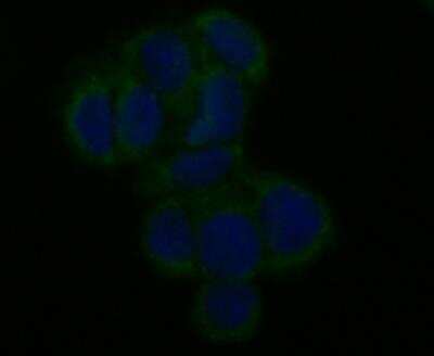 Immunocytochemistry/ Immunofluorescence: CCDC109A Antibody [NBP2-76948]
