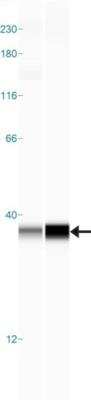 Simple Western: CCDC109A Antibody [NBP1-88534]