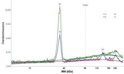 Simple Western: CCDC109A Antibody [NBP1-88534]