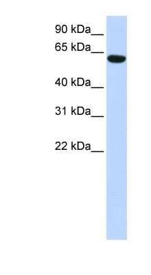 Western Blot: CCDC11 Antibody [NBP1-56790]