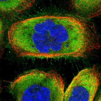 Immunocytochemistry/ Immunofluorescence: CCDC124 Antibody [NBP2-48746]
