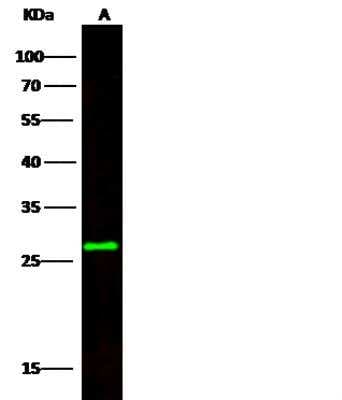 Western Blot: CCDC134 Antibody (026) [NBP2-90189]