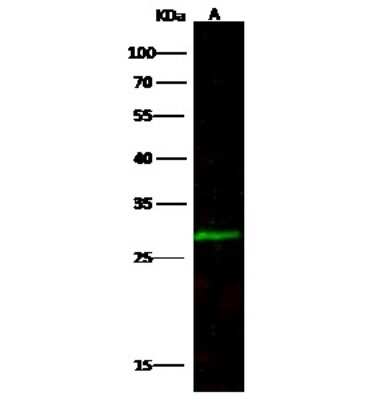Western Blot: CCDC134 Antibody [NBP3-00083]