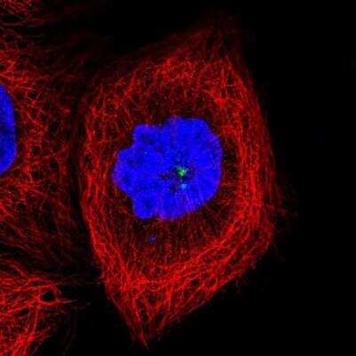 Immunocytochemistry/ Immunofluorescence: CCDC14 Antibody [NBP2-33998]