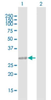 Western Blot: CCDC148 Antibody [H00130940-B01P]