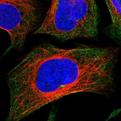 Immunocytochemistry/ Immunofluorescence: CCDC167 Antibody [NBP1-94107]