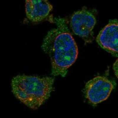 Immunocytochemistry/ Immunofluorescence: CCDC168 Antibody [NBP3-17477]