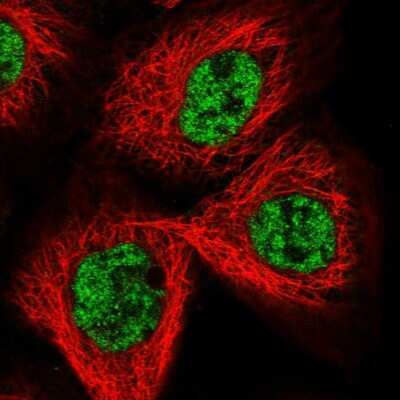 Immunocytochemistry/ Immunofluorescence: CCDC19 Antibody [NBP1-91758]