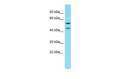 Western Blot: CCDC4 Antibody [NBP2-82588]