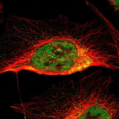 Immunocytochemistry/ Immunofluorescence: CCDC51 Antibody [NBP1-82302]