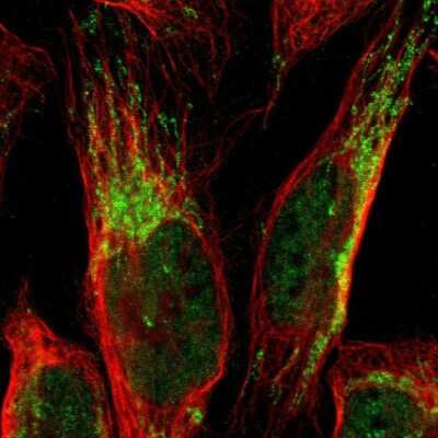 Immunocytochemistry/ Immunofluorescence: CCDC51 Antibody [NBP1-82303]