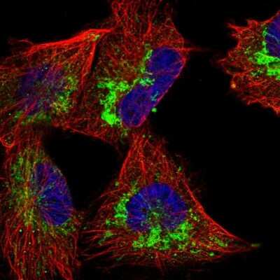 Immunocytochemistry/ Immunofluorescence: CCDC56 Antibody [NBP1-81684]